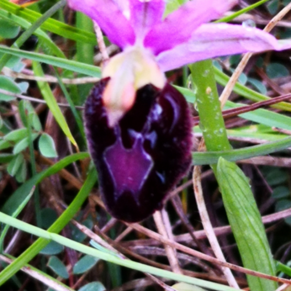 Ophrys catalaunica